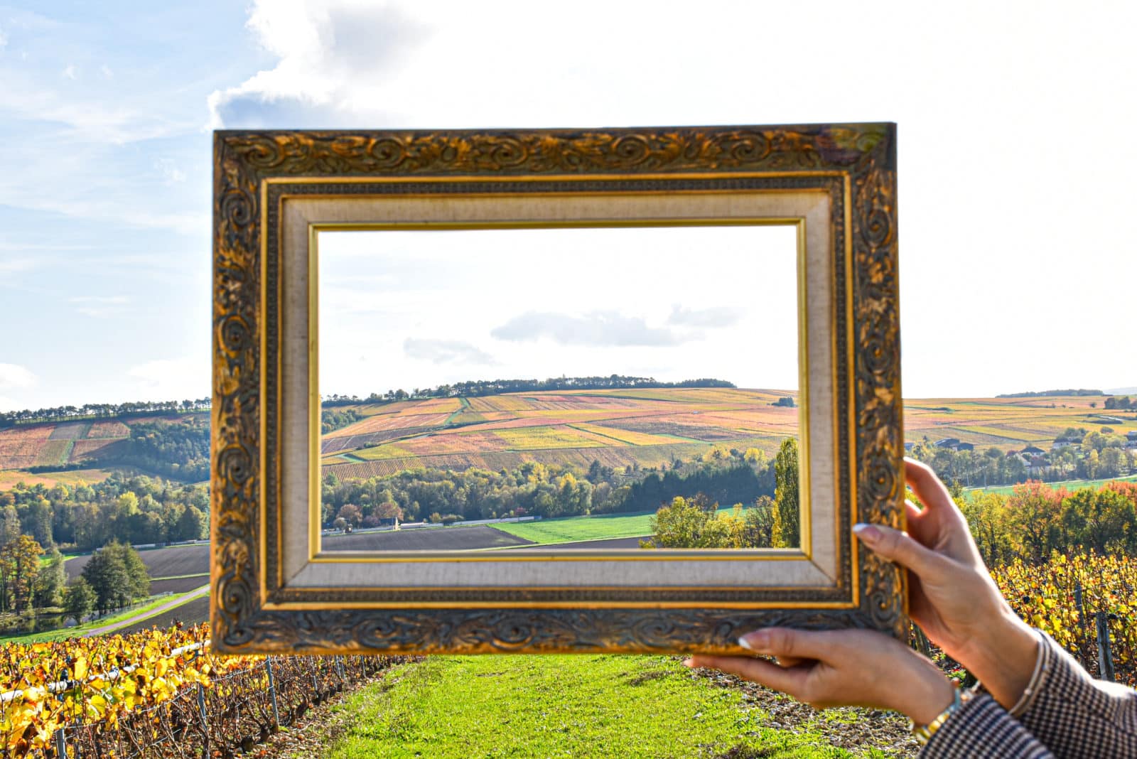 Cadre - vue sur le vignoble de Champagne